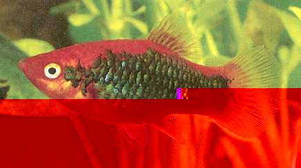 ASH_Platy_Red_Tuxedo.jpg